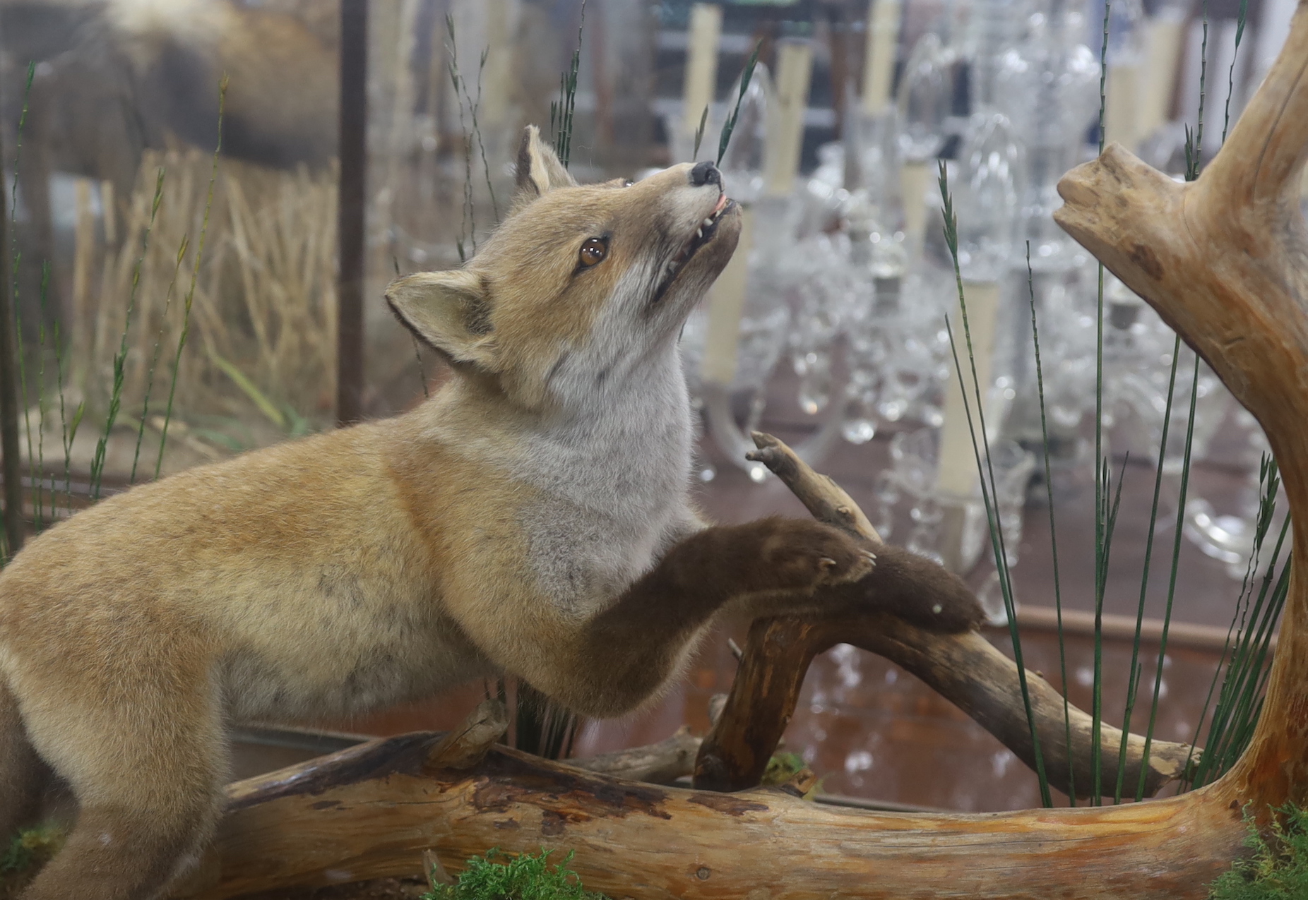 A taxidermy group of fox and bird, on a naturalistic setting, glass cased, overall 61 x 65 x 34cm